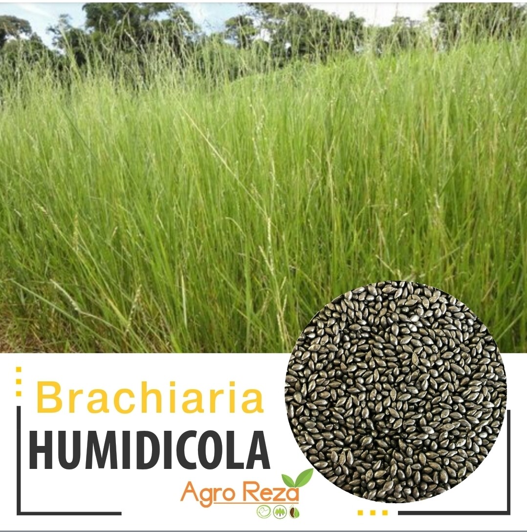 Brachiaria cv: Humidicola