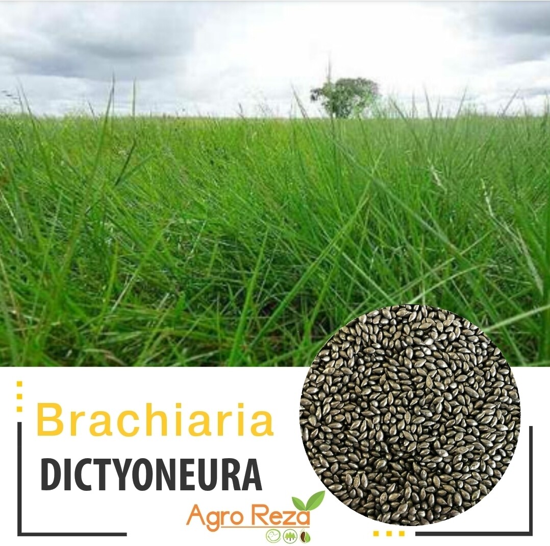 Brachiaria cv: Dictyuneura