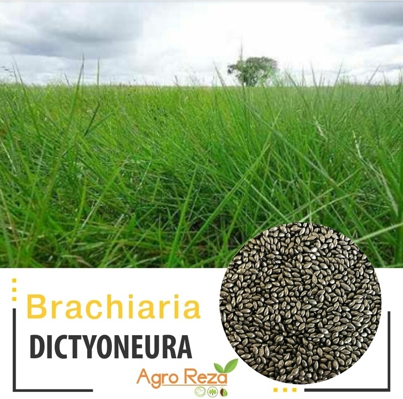 Brachiaria cv: Dictyuneura