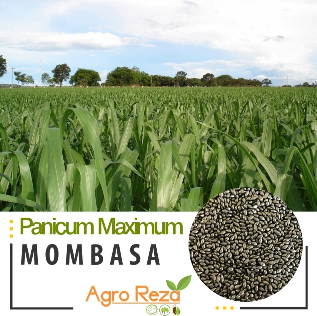 Panicum maximun cv: Mombasa