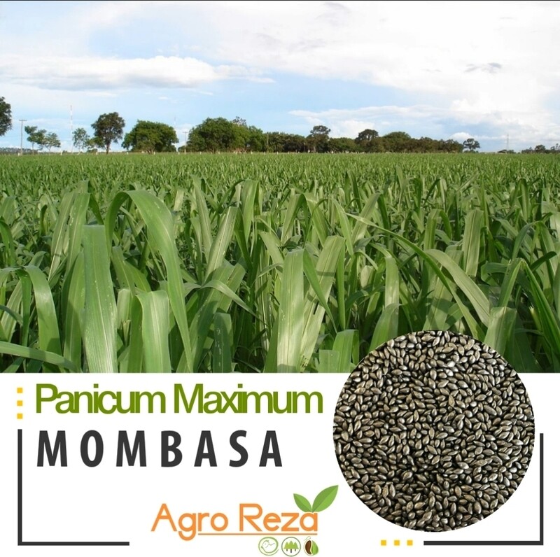 Panicum maximun cv: Mombasa