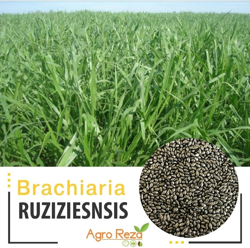 Brachiaraia cv: Ruziziensis