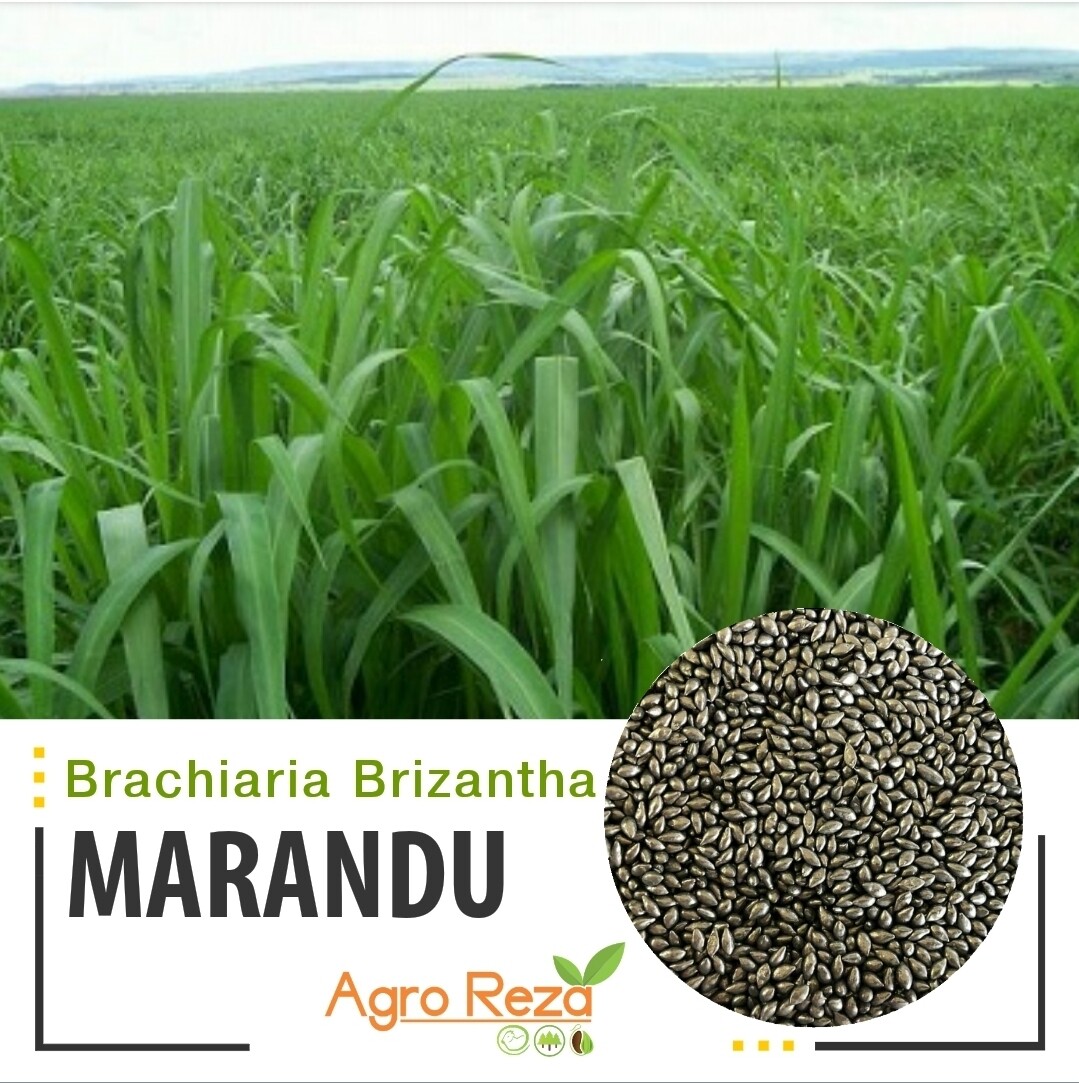 Brachiaria Brizantha cv: Marandu