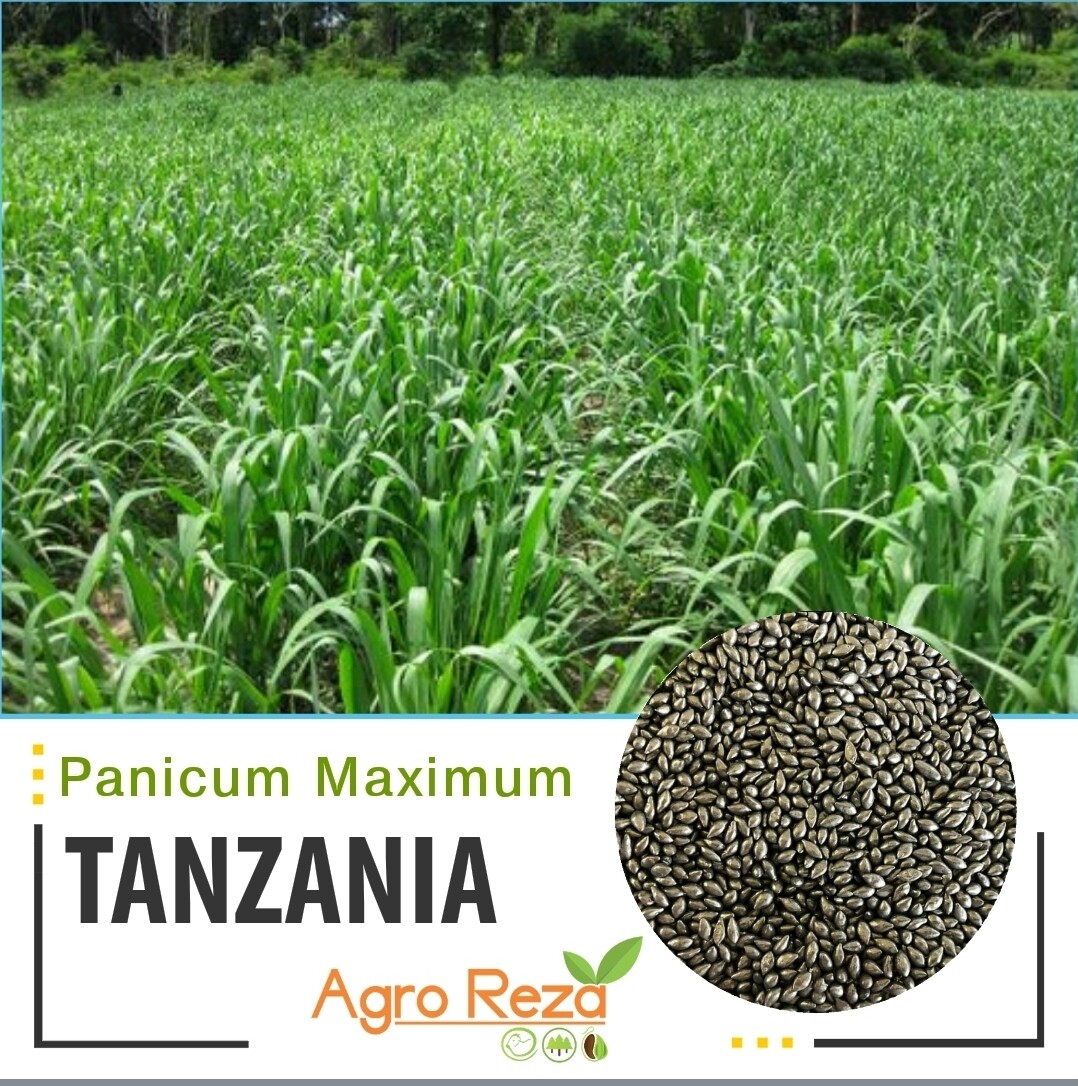 Panicum maximum cv: Tanzania