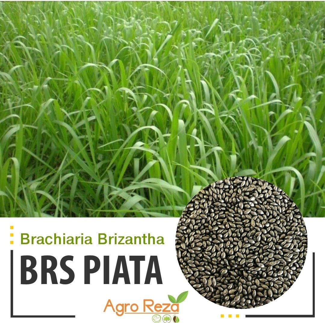 Brachiria Brizantha BRS cv: Piata