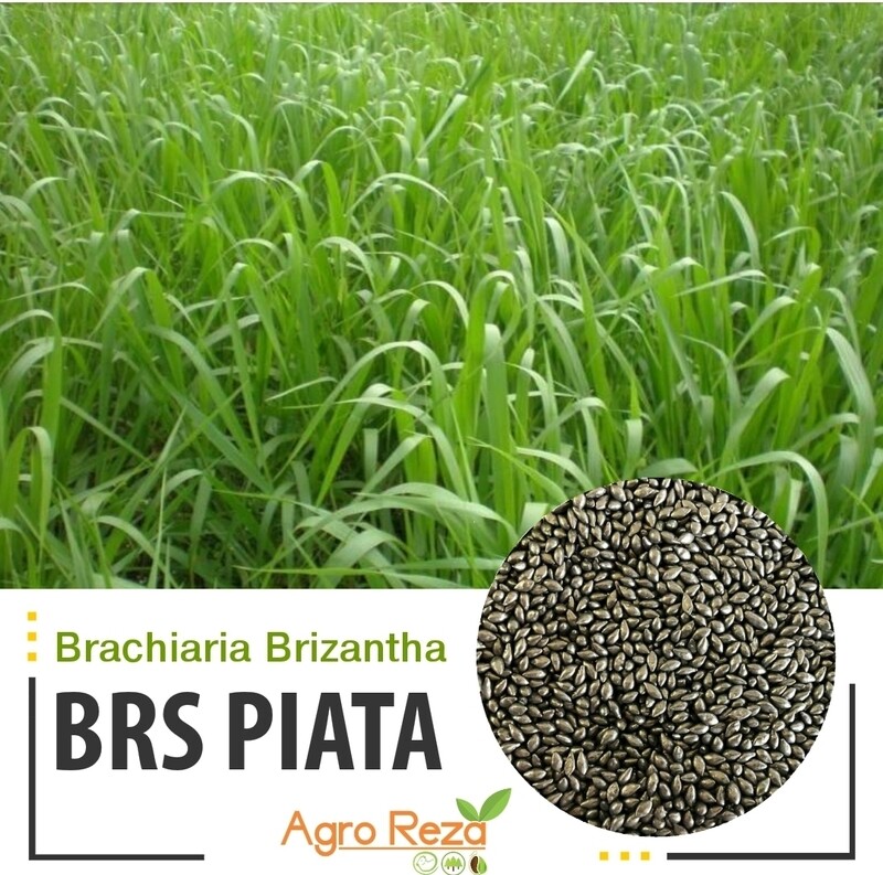 Brachiria Brizantha BRS cv: Piata