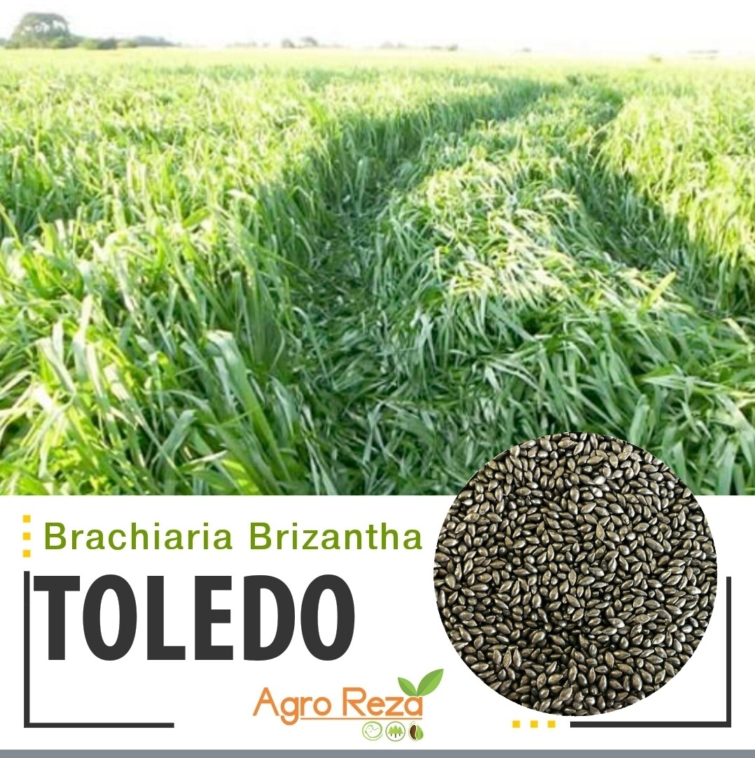 Brachiaria brizanrtha cv: Toledo