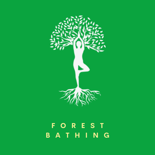 Forest Bathing Experience