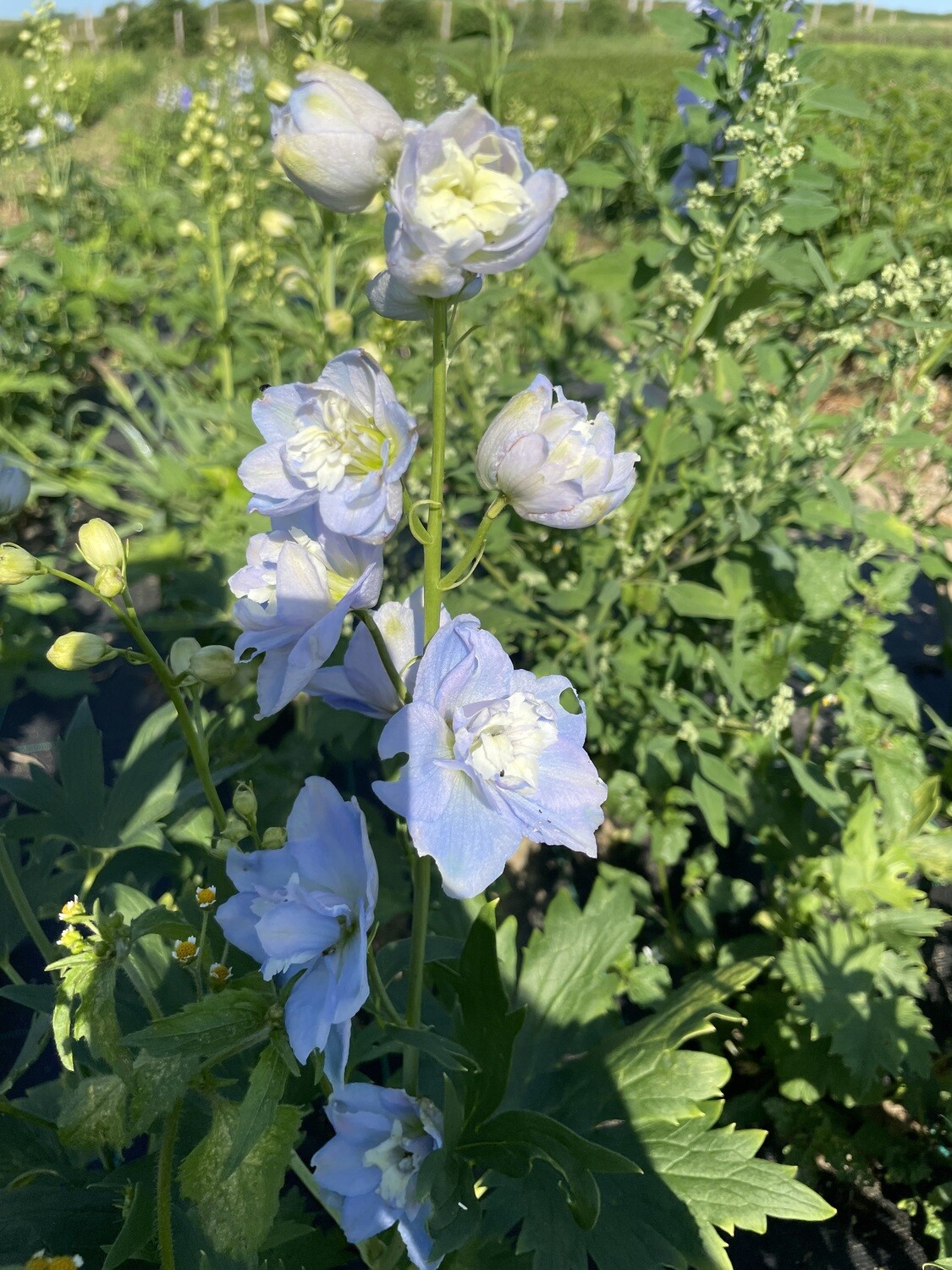 Delphinum 6er+