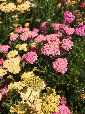 Achillea Gelb