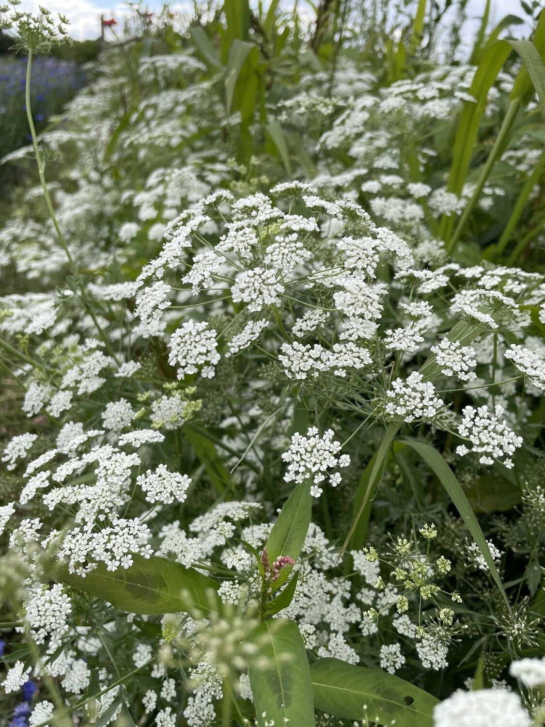 Dill Gelb