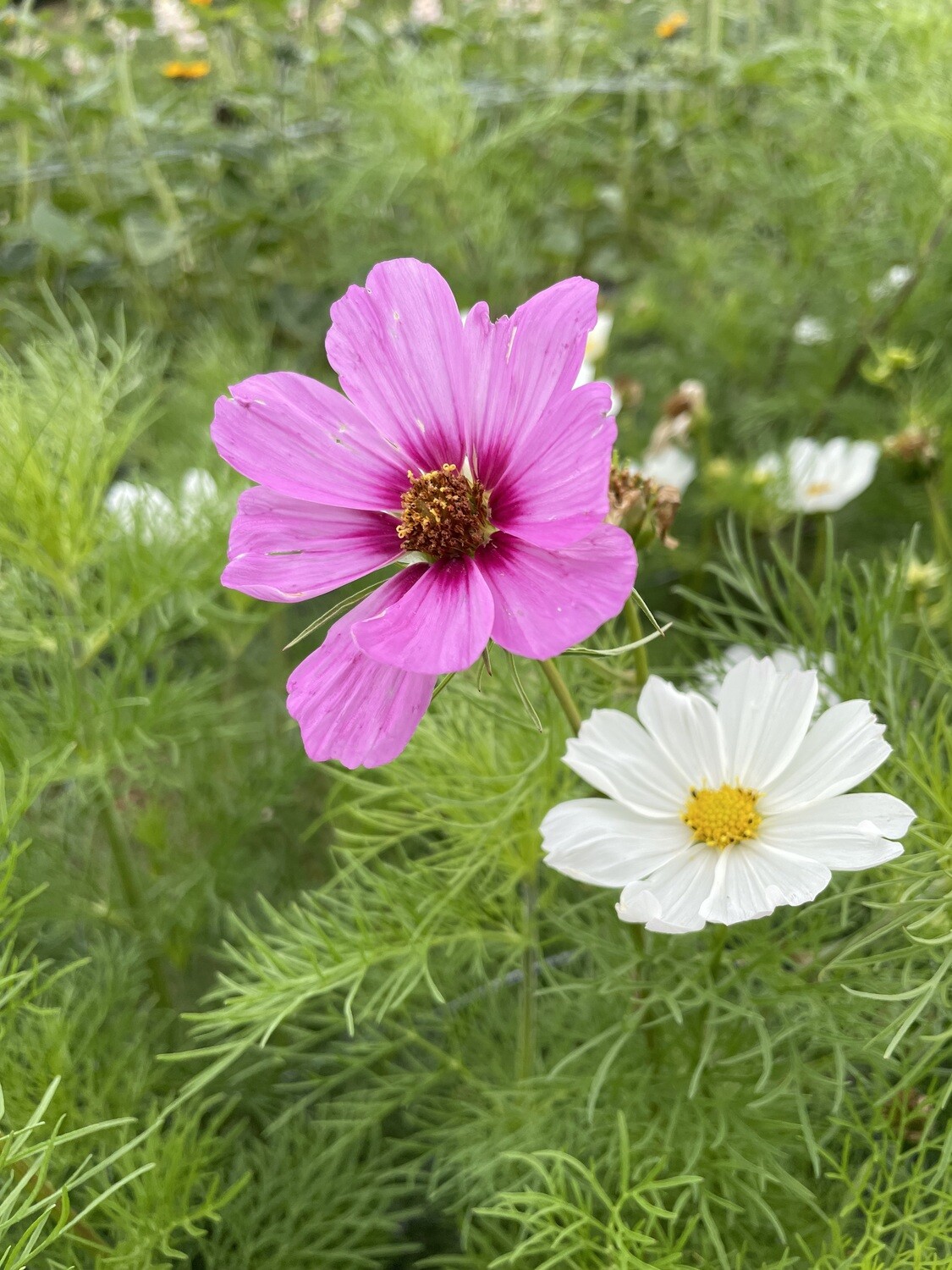 Cosmea