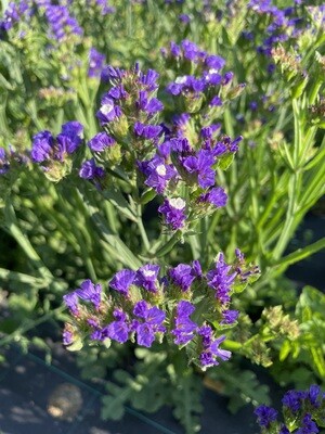Limonium (Statice)