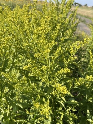 Solidago