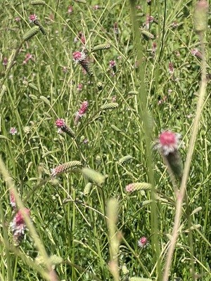 Wiesenknopf Lang Rosa