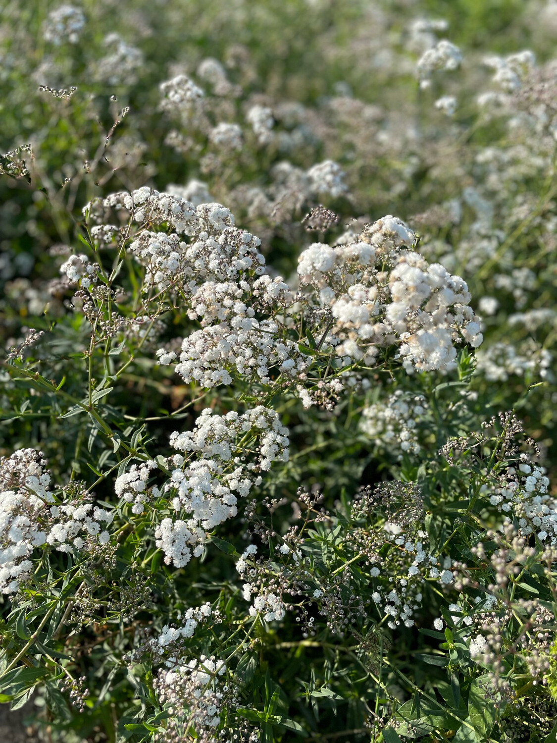 Gypso Weiß