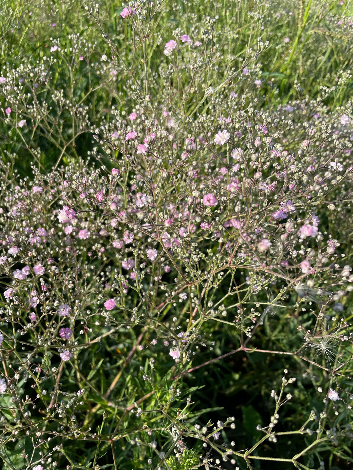 Gypso Rosa