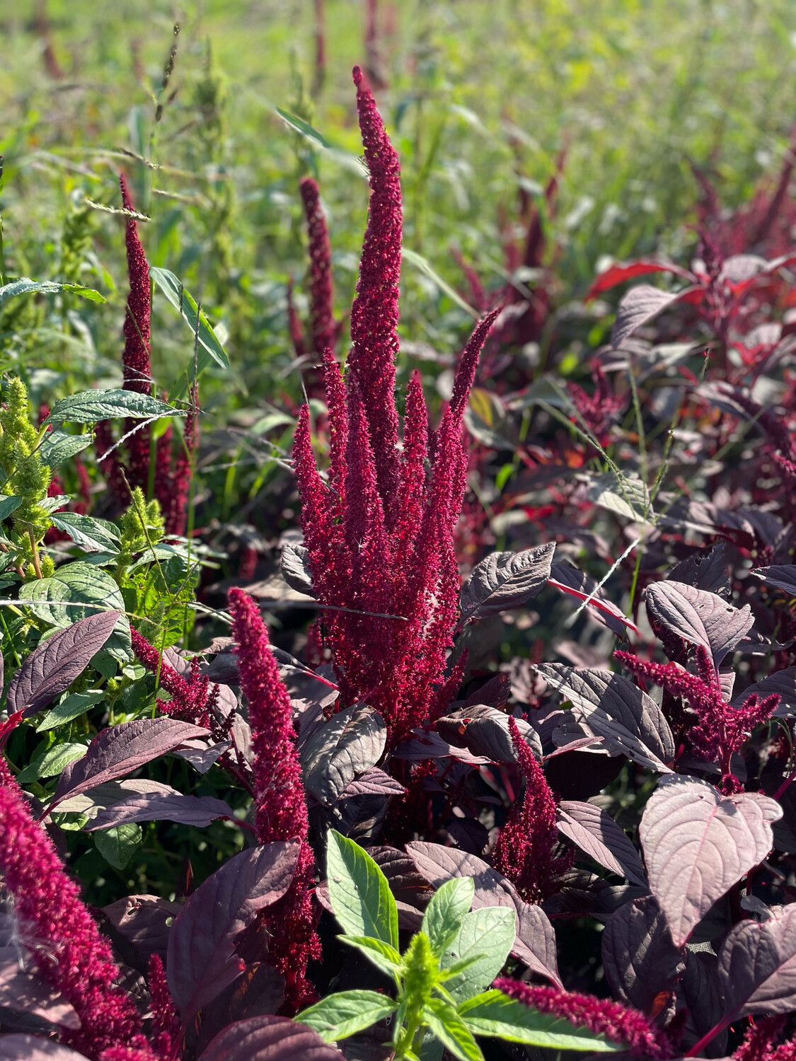 Amaranthus