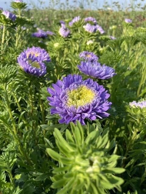 Aster Standy