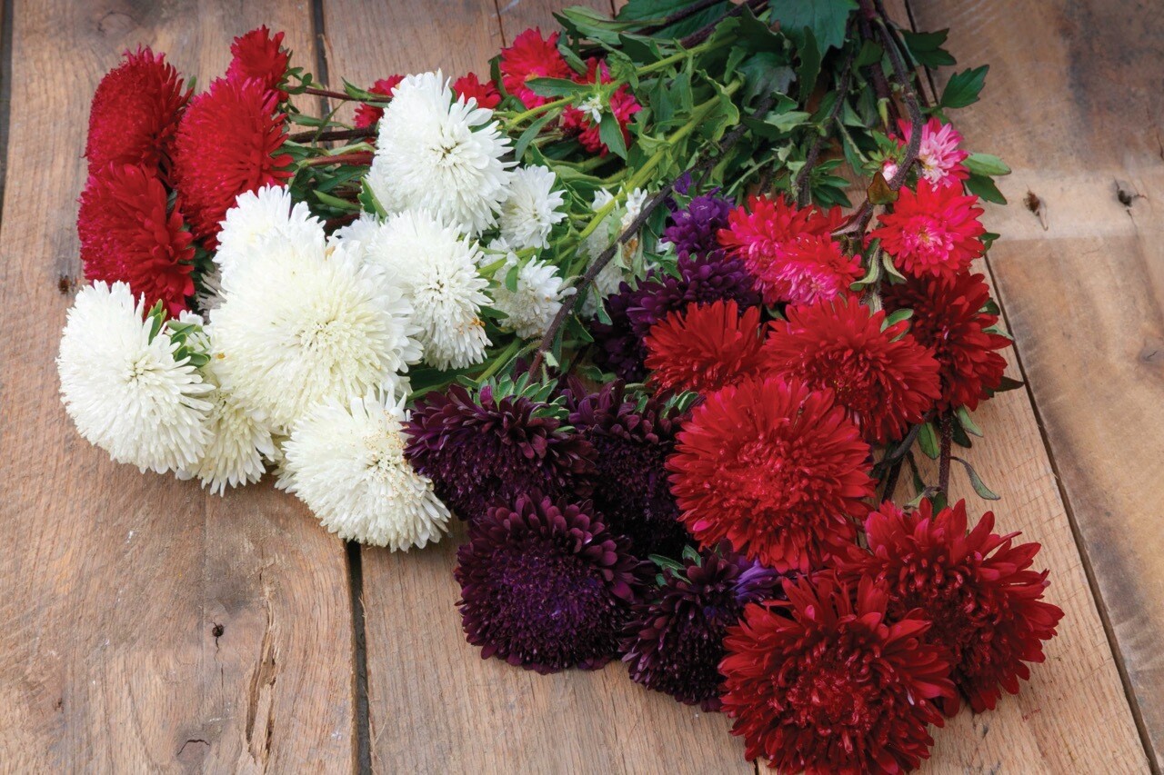 Aster Azumi XL
