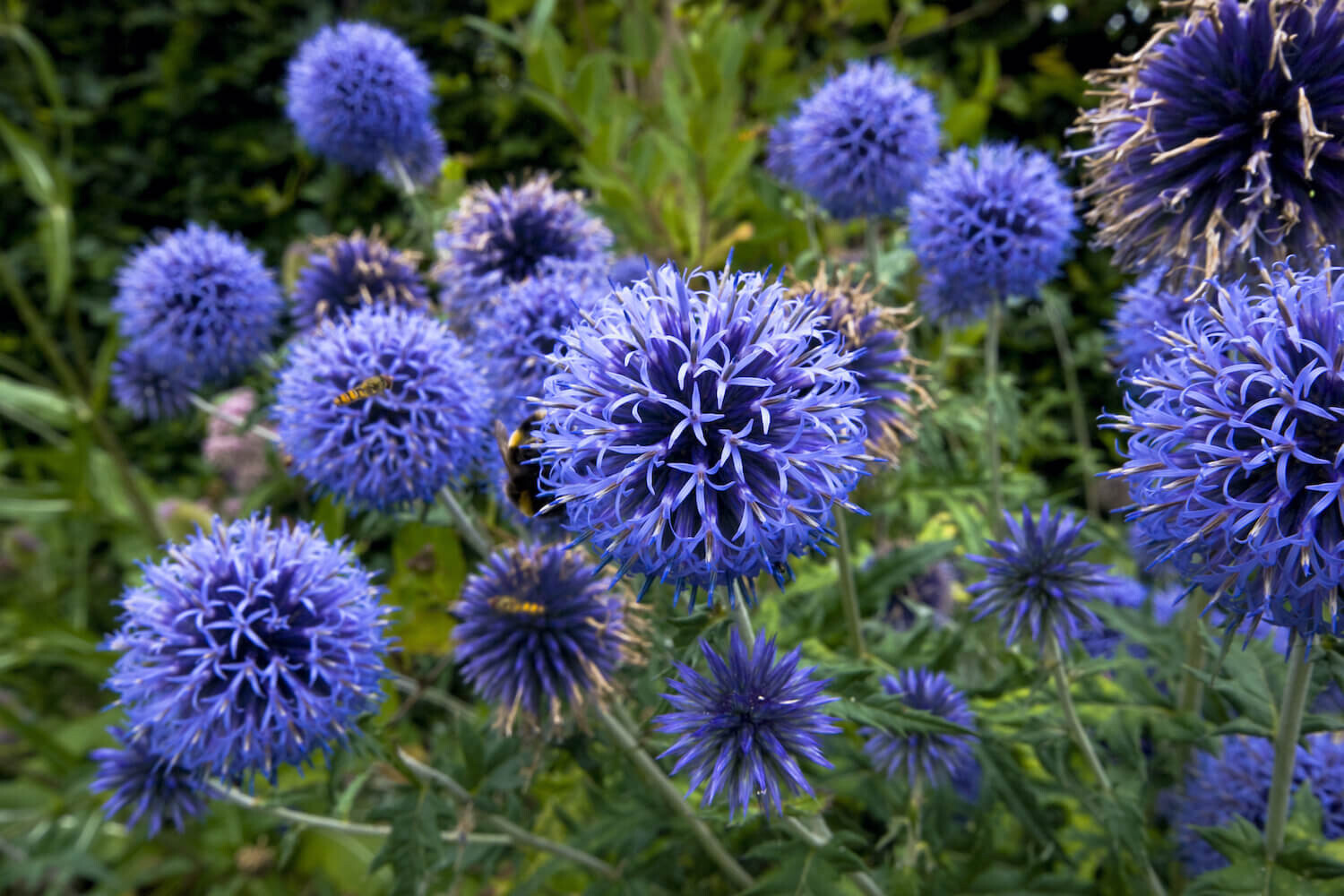 Kugeldistel