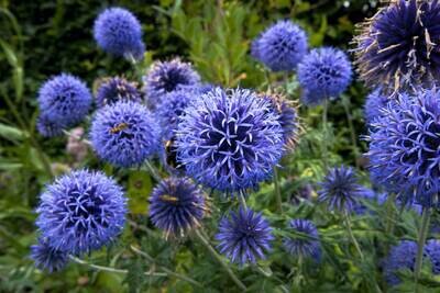 Kugeldistel