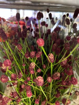 Wiesenknopf Kurz Rot