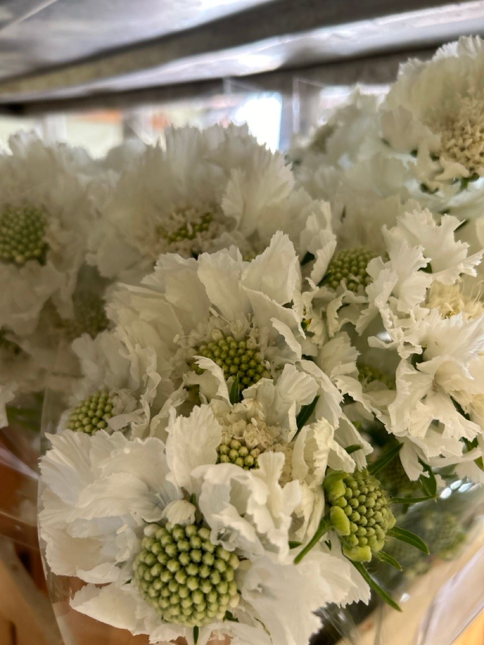 Scabiose Caucasia