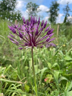 Allium