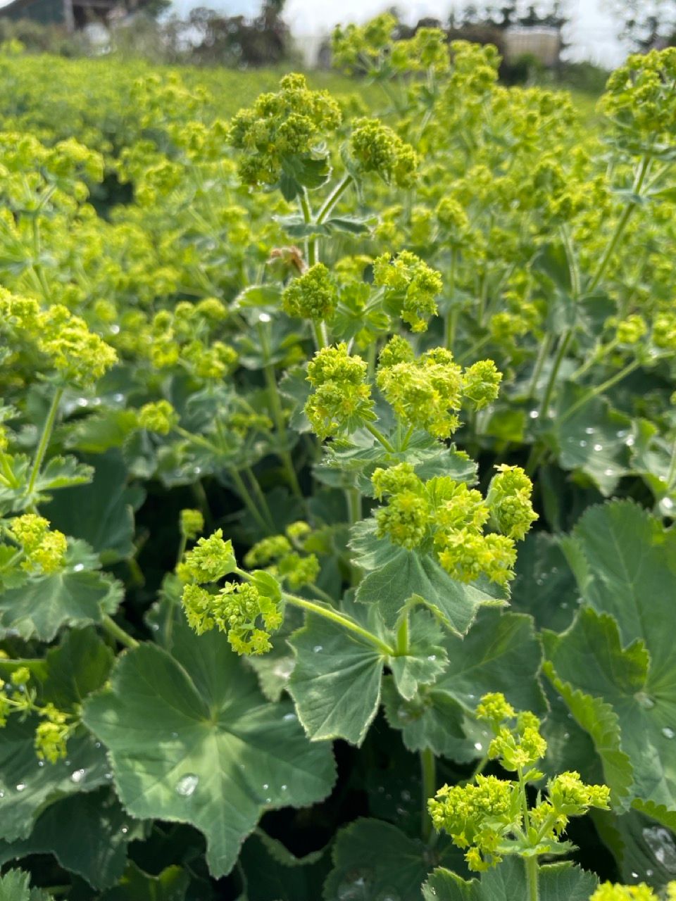 Alchemilla