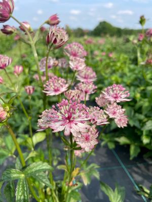 Astrantie