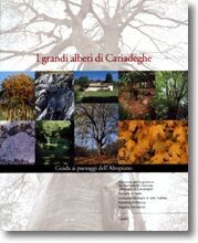 I GRANDI ALBERI DI CARIADEGHE