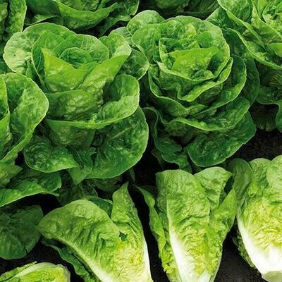 Lechuga