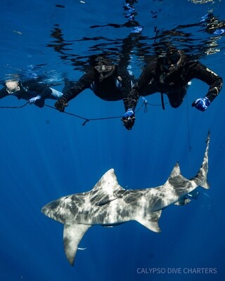 (6) SIX SNORKELING SHARK DIVE TRIP | 6 TRIPS PACKAGE | HOLIDAY SPECIAL OFFER!