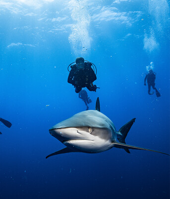 (6) SIX 2 TANK SCUBA SHARK DIVE TRIPS | HOLIDAY SPECIAL