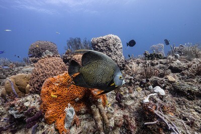 (6) SIX REEF OR WRECK DIVE TRIP | 6 TRIPS PACKAGE | HOLIDAY SPECIAL OFFER!