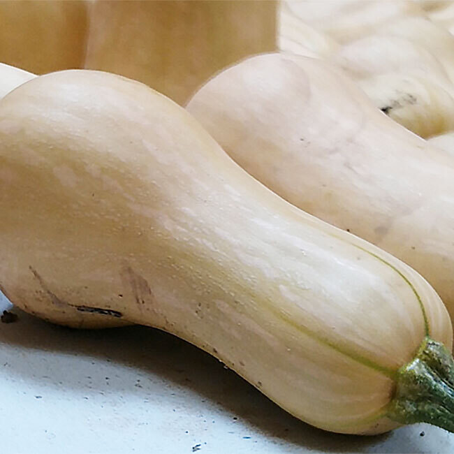 Courge Butternut BIO / Pièce