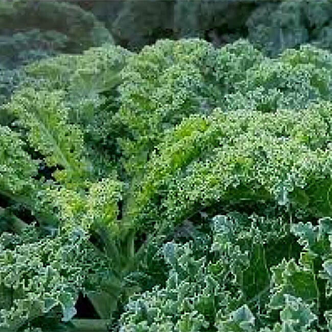 Chou Kale BIO / 250gr