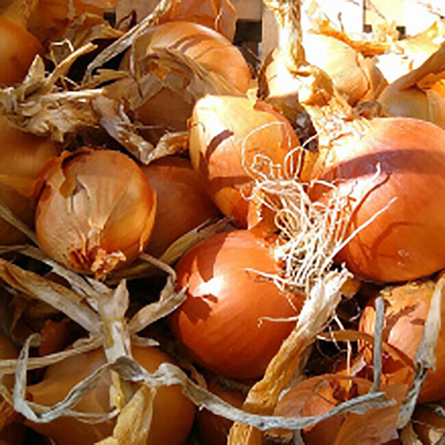 Oignon jaune BIO / 500 g