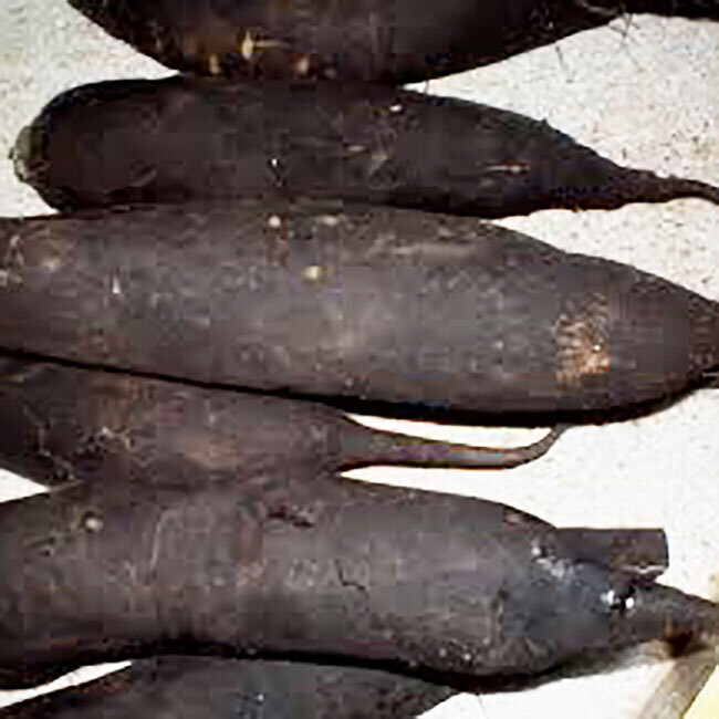 Radis noir BIO / 500 gr