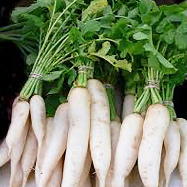 Radis blanc "Daïkon" BIO / 500 gr