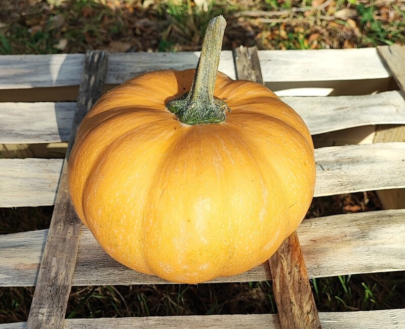 Courge Carat BIO / Pièce