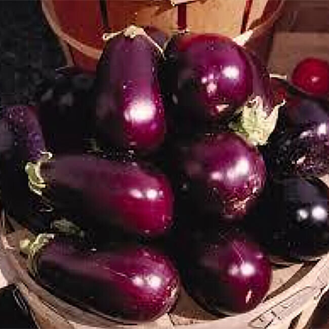 Aubergines BIO / 500 g