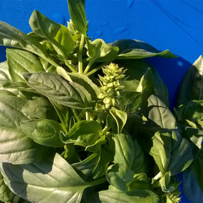 Basilic Génovèse BIO / Bouquet