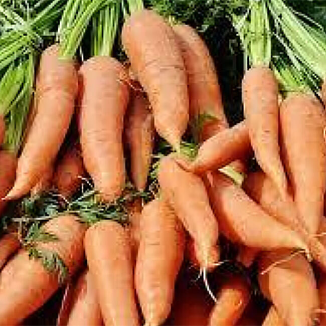 Carotte orange BIO / 500 gr