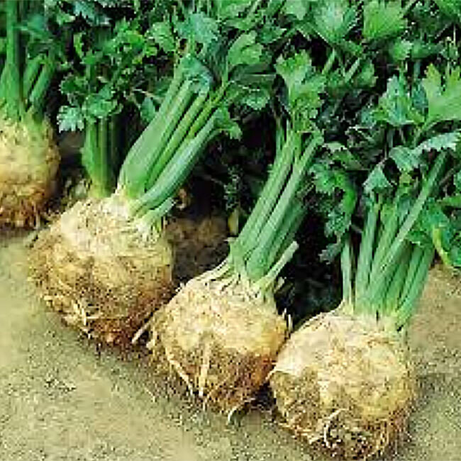 Céleri rave BIO / 300gr