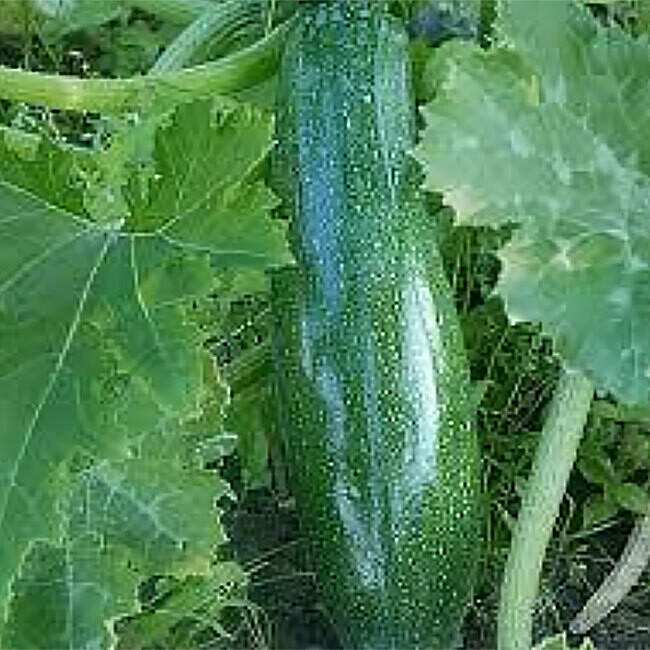 Courgette verte ou jaune BIO / 500 g