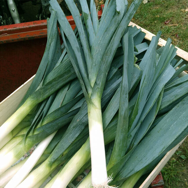 Poireau BIO / 500 gr