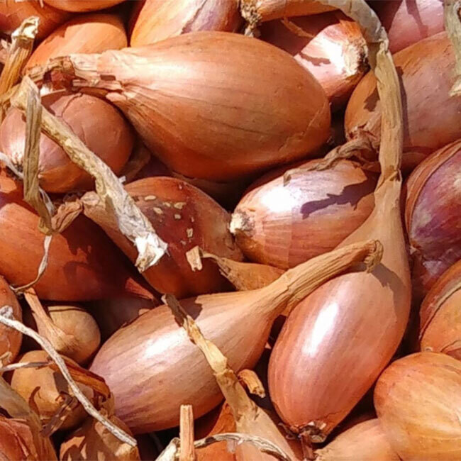 Échalote BIO / 250 g