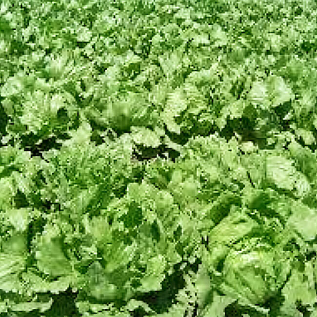 Laitue variée pièce BIO